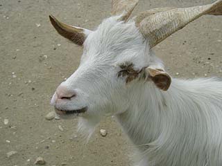 Angora Billy Goat